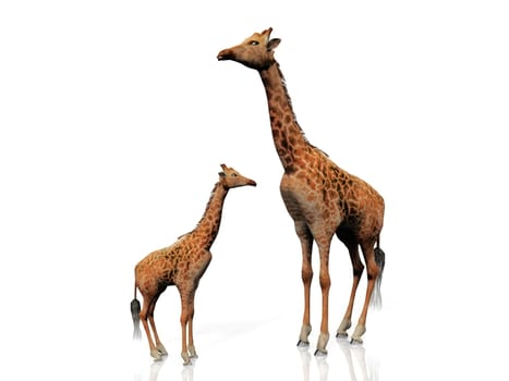 the giraffe and baby giraffe