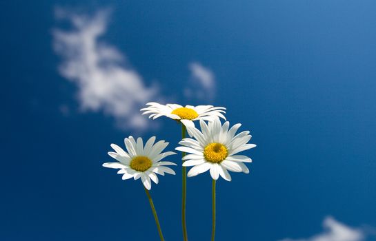 three chamomiles against blue sky, selective focus