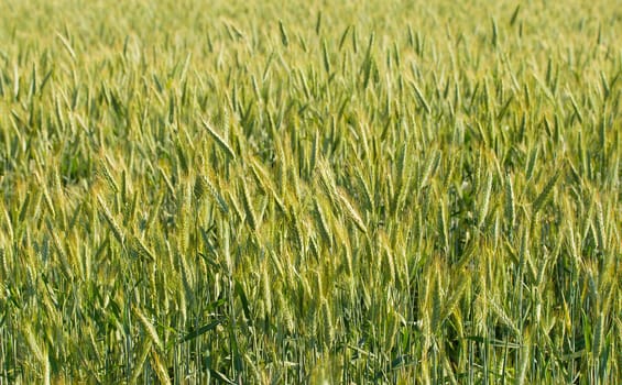 field of rye, selective focus