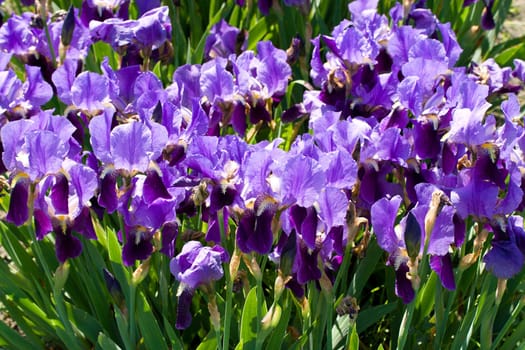 field with purple irises