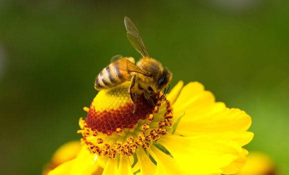 close-up a small bee collect nectar on the yellow flower