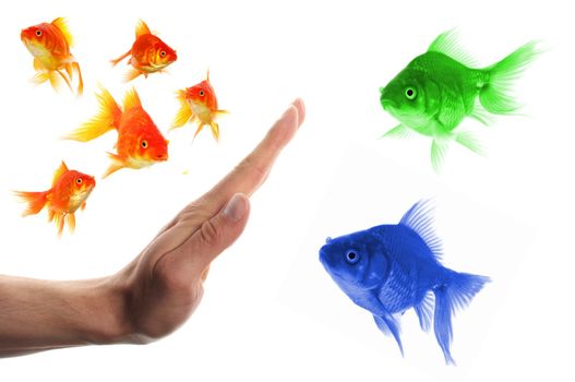 discriminating outsider racism or intolerance concept with goldfish and hand