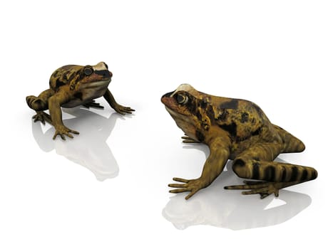 two  frogs on a white background