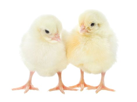 two small yellow chicks, isolated on white