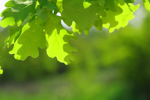 beautyful nature scene with leaves and copyspace in summer