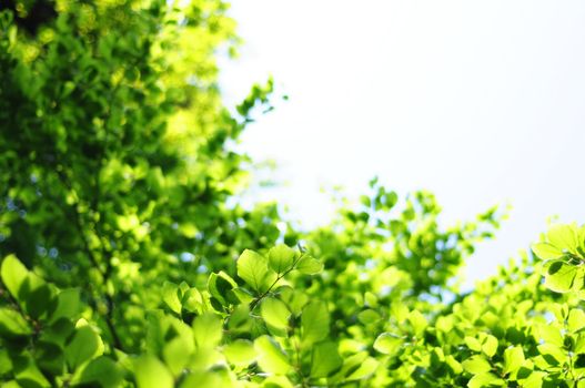 green summer leaves and copyspace showing nature concept