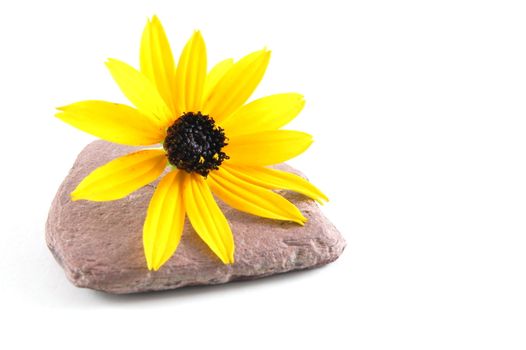 A flower isolated on a white background.