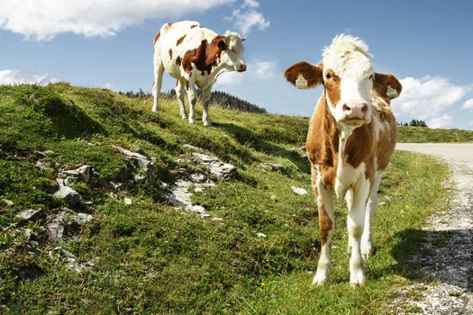 Cow and calf in pasture