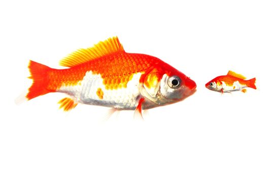 large and small goldfish showing different competition or friendship concept