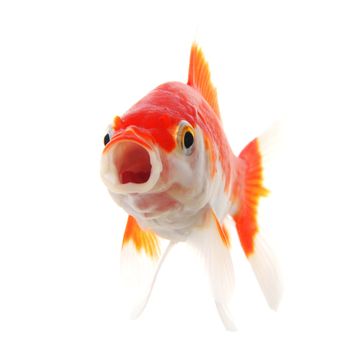 single goldfish animal isolated on white background