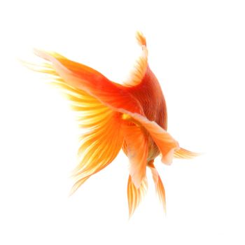 swimming single goldfish isolated on white showing lonelyness concept