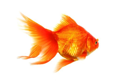 goldfish or fish isolated on white background