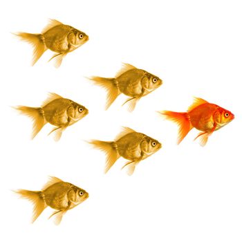 goldfish showing leader individuality success or motivation concept