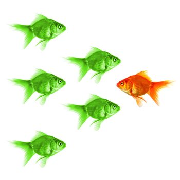 individual success winner outsider boss or motivation concept with goldfish isolated on white