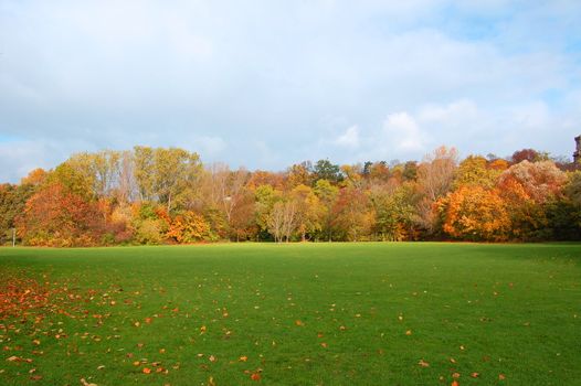 colorful fresh autumnal forest under blue sky