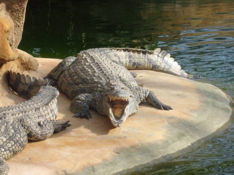 crocodile