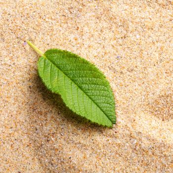 zen stone garden and leaf on sand showing spa concept