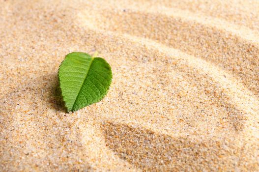 zen stone with leaf on sand showing spa concept