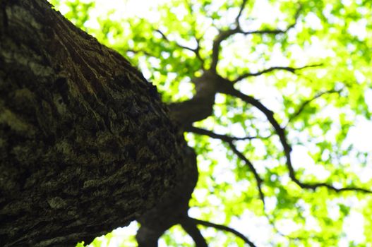 tree in summer forest with green leaves showing nature concept