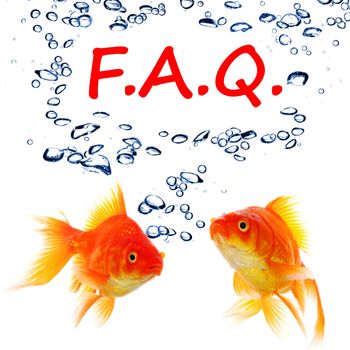 faq or frequently asked questions concept with goldfish