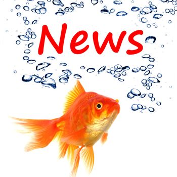 news or newsletter concept with word and goldfish on white background