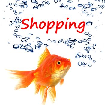 shopping or shop concept with word and goldfish