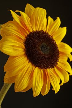 Sunflower with a black background.