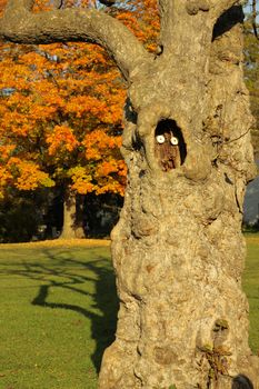 A tree looks on in the fall.