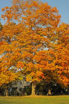 A large tree at the change of seasons.