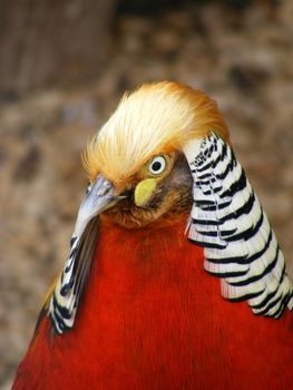 Close-up photo of a red golden pheasant