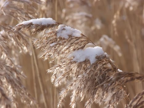 the reeds in the snow