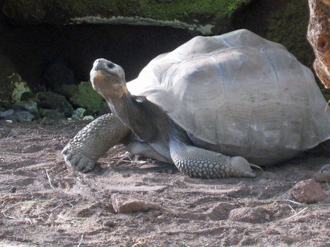 galapagos tortoise