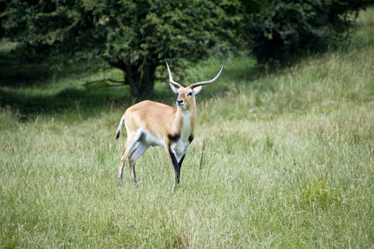 Black buck antelope in captivity