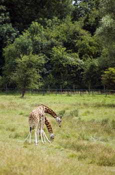 Pair of amorous giraffes