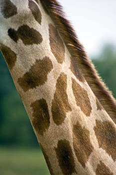 Close up of giraffe neck with excellent texture detail