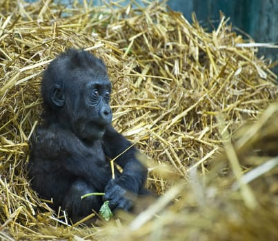 Young baby gorilla in captivity surrounded by straw