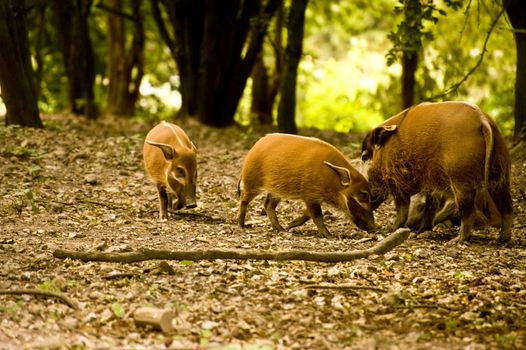 Red River Hog in captivity