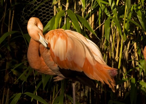 Beautiful portrait of pink flamingo in captivity allowing for excellent close up