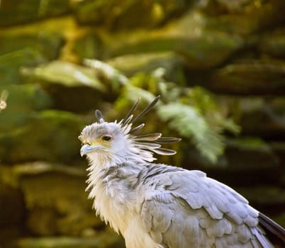 Beautiful close up portrait of secretary bird in captivity 