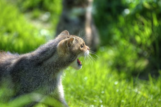 Fantastic close up of Scottish wildcat capturing character and excellent detail