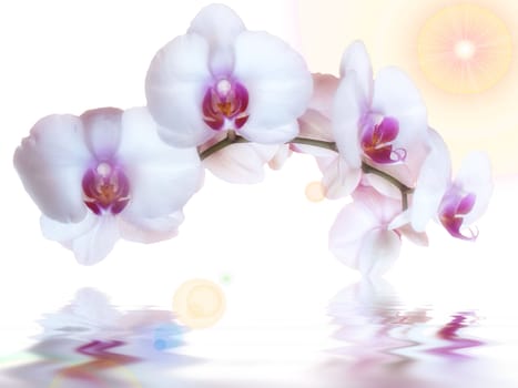 orchids and reflection in the water