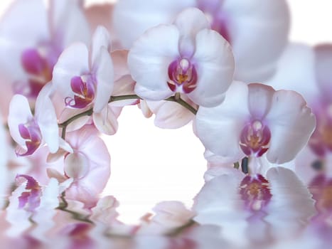 orchids and reflection in the water