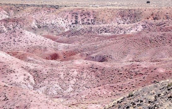 Petrified Forest Landscape