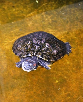 Swimming Turtle