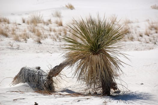 White Sands New Mexico