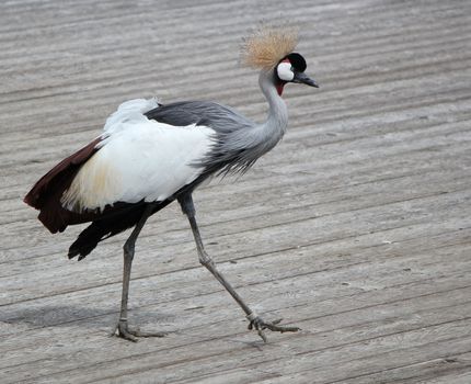 Beautiful royal crane walking on a floor made of wood