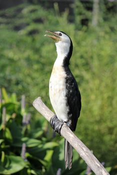 Beautiful black and white cormorant standing on a branch in green background