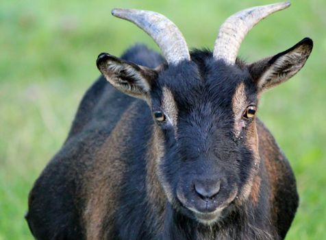 Portrait of a black and brown goat with two beautiful horns