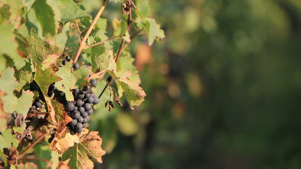 Sunny black grape surrounded by green leaves in a vineyrd by summer