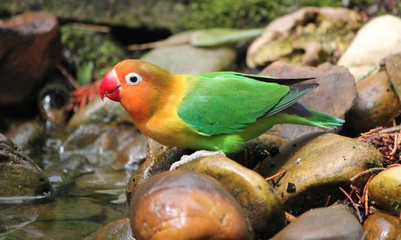 Bird agapornis-fischeri standing on stones next to water